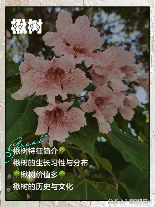 楸树的价值有哪些，楸树有什么价值-第3张图片-优品飞百科