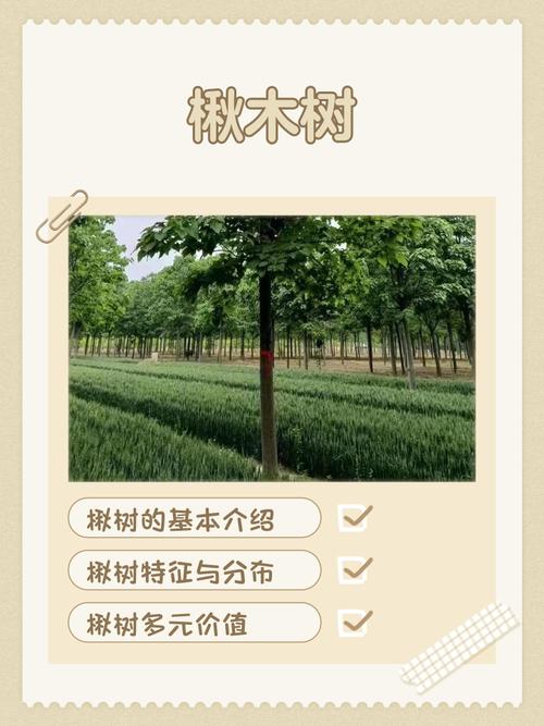 楸树的价值有哪些，楸树有什么价值-第8张图片-优品飞百科