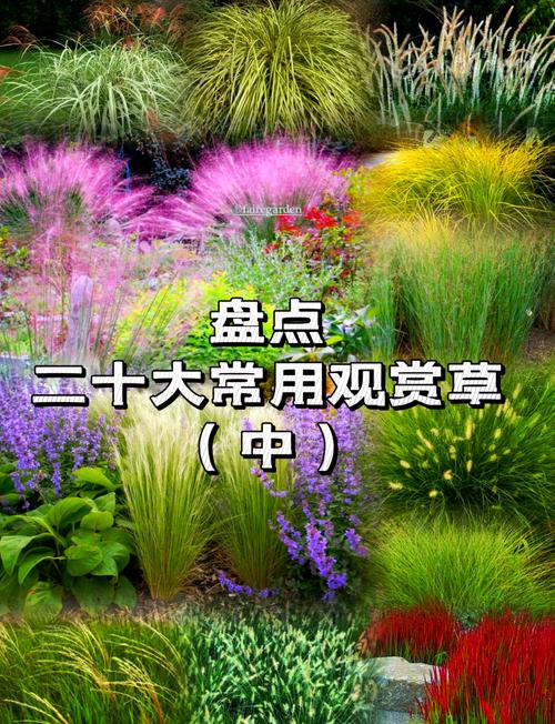 蒲苇和芒草的区别，蒲苇和芒草的区别图片？-第2张图片-优品飞百科