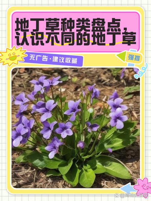蒲苇和芒草的区别，蒲苇和芒草的区别图片？-第3张图片-优品飞百科