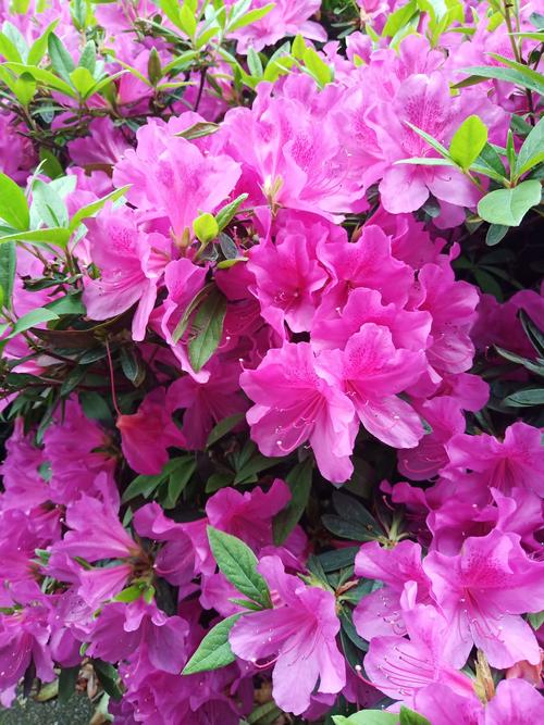 印第安画笔花是什么花，印第安花纹简笔画-第5张图片-优品飞百科