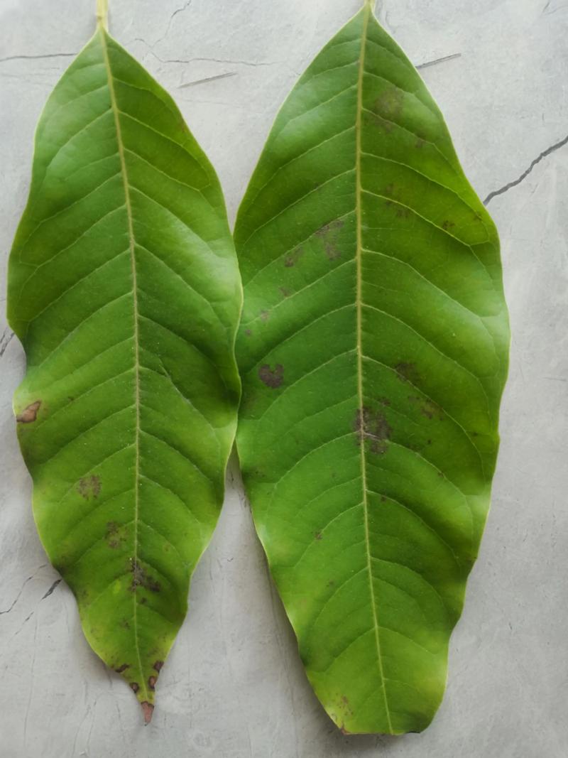 白兰花叶子发黄怎么办，白兰花叶子发黄怎么办?？