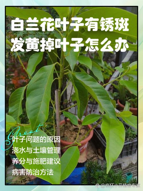 白兰花叶子发黄怎么办，白兰花叶子发黄怎么办?？-第2张图片-优品飞百科