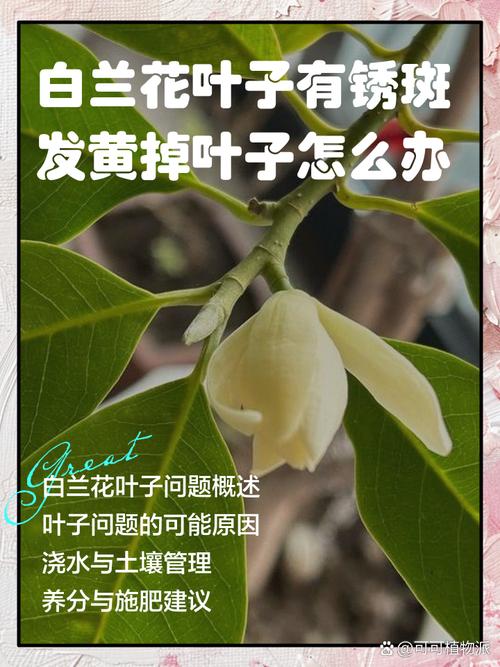 白兰花叶子发黄怎么办，白兰花叶子发黄怎么办?？-第3张图片-优品飞百科