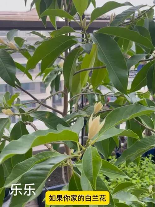 白兰花叶子发黄怎么办，白兰花叶子发黄怎么办?？-第4张图片-优品飞百科
