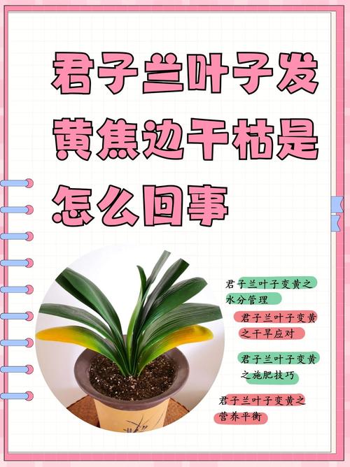 白兰花叶子发黄怎么办，白兰花叶子发黄怎么办?？-第5张图片-优品飞百科