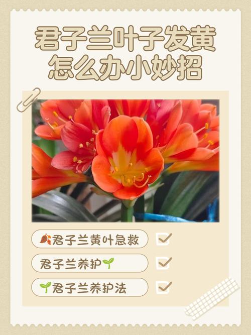 白兰花叶子发黄怎么办，白兰花叶子发黄怎么办?？-第6张图片-优品飞百科