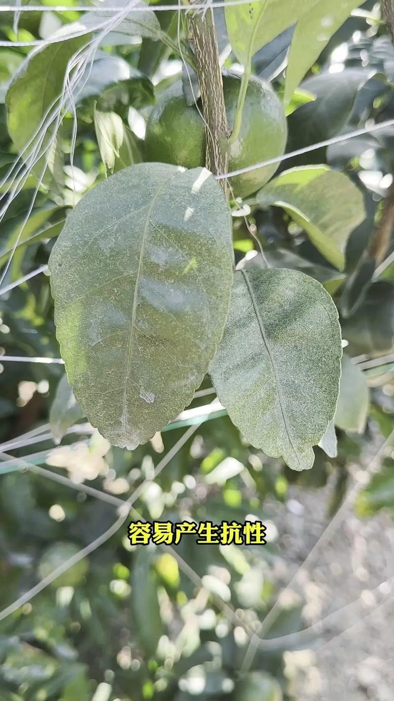 家庭有效杀红蜘蛛方法？快速杀红蜘蛛？
