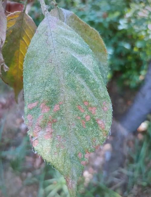 家庭有效杀红蜘蛛方法？快速杀红蜘蛛？-第2张图片-优品飞百科