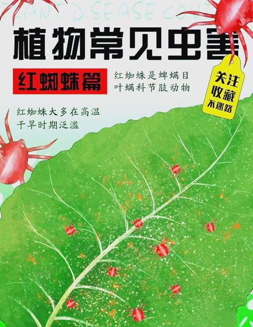 家庭有效杀红蜘蛛方法？快速杀红蜘蛛？-第3张图片-优品飞百科