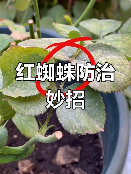 家庭有效杀红蜘蛛方法？快速杀红蜘蛛？-第4张图片-优品飞百科