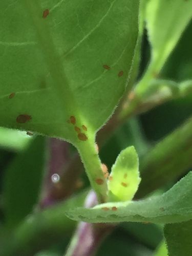 家庭有效杀红蜘蛛方法？快速杀红蜘蛛？-第5张图片-优品飞百科