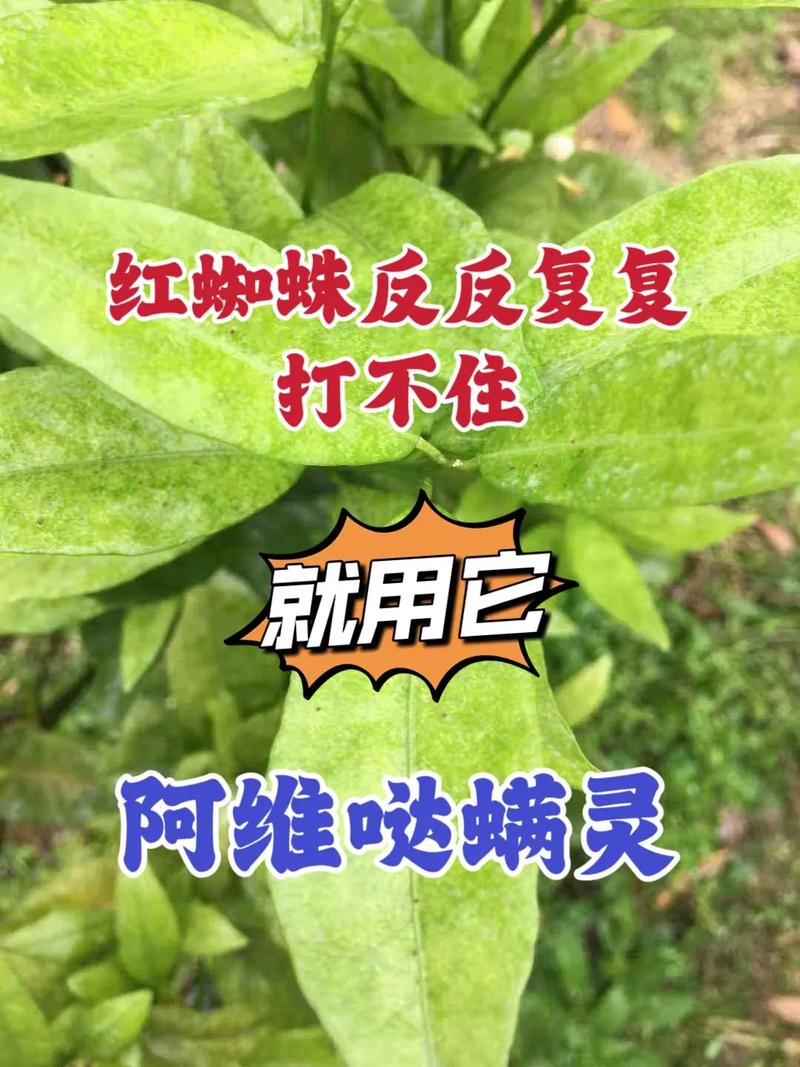 家庭有效杀红蜘蛛方法？快速杀红蜘蛛？-第6张图片-优品飞百科
