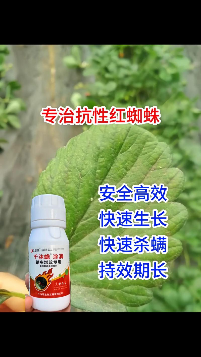 家庭有效杀红蜘蛛方法？快速杀红蜘蛛？-第7张图片-优品飞百科