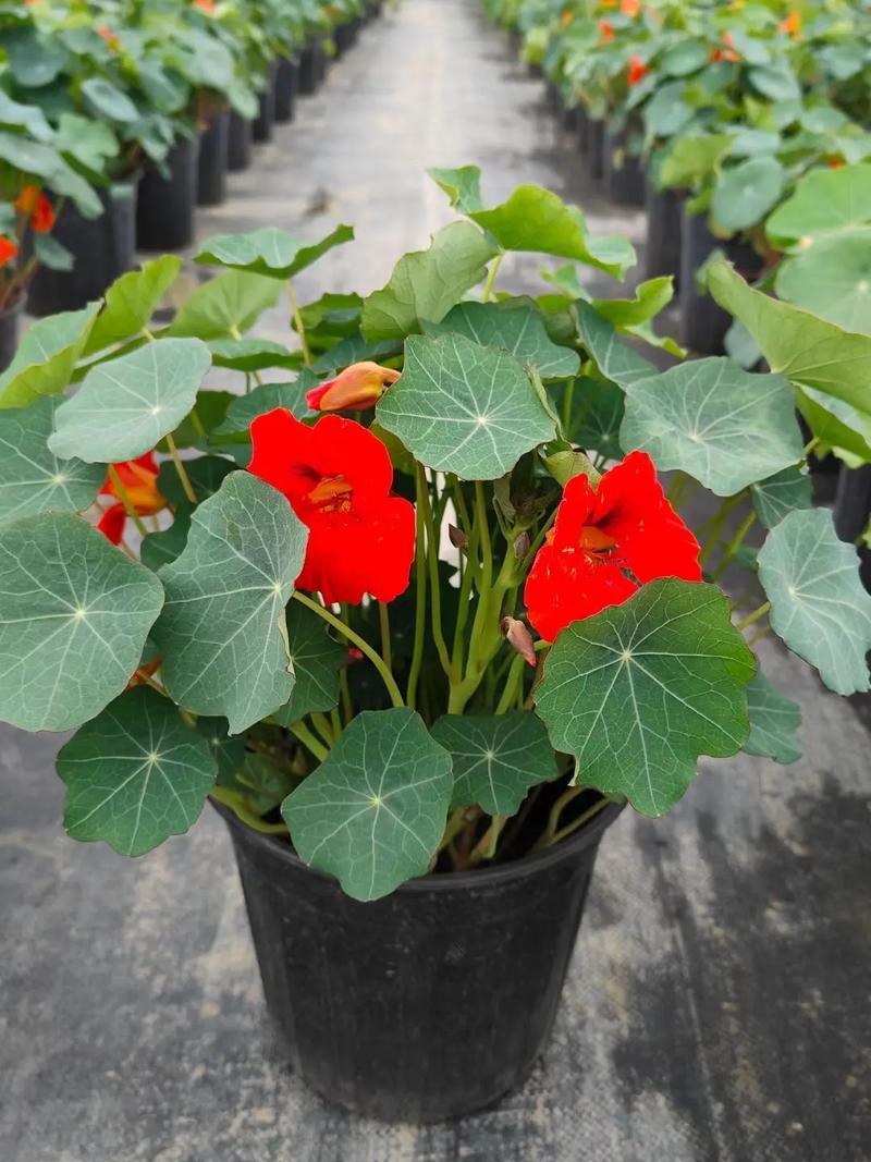 旱金莲什么时候开花？旱金莲啥时候开花？