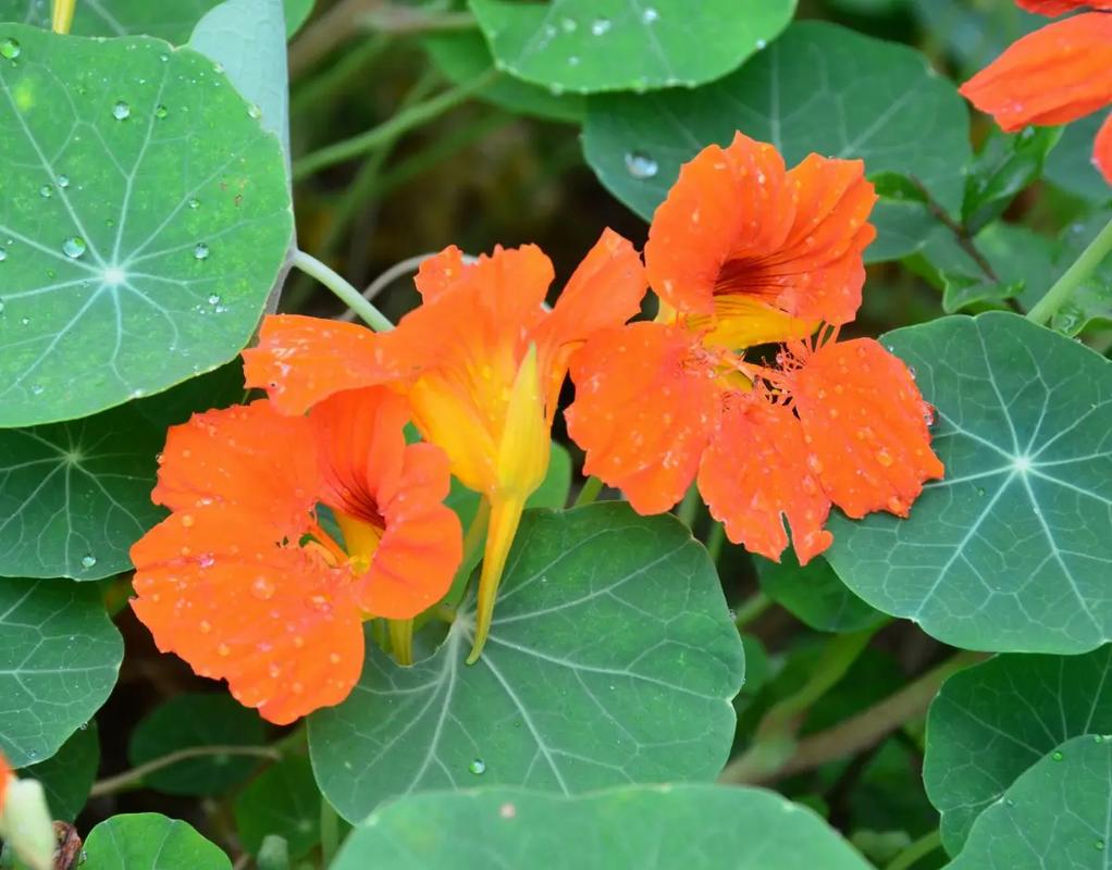 旱金莲什么时候开花？旱金莲啥时候开花？-第2张图片-优品飞百科