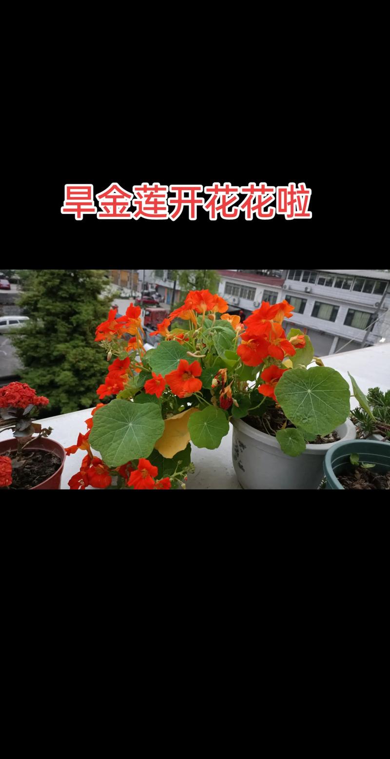 旱金莲什么时候开花？旱金莲啥时候开花？-第4张图片-优品飞百科