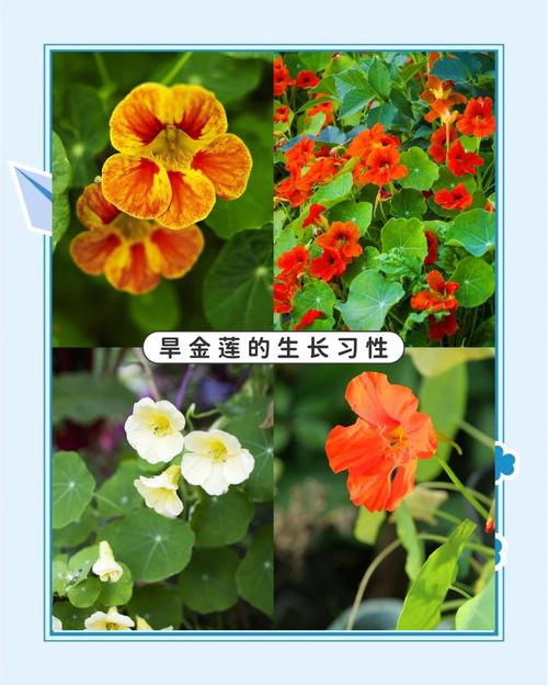 旱金莲什么时候开花？旱金莲啥时候开花？-第5张图片-优品飞百科