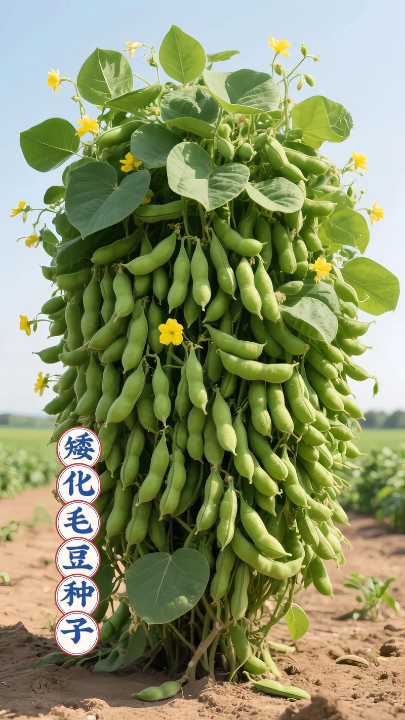 毛豆的养殖方法和注意事项，毛豆种植技术及施肥-第1张图片-优品飞百科