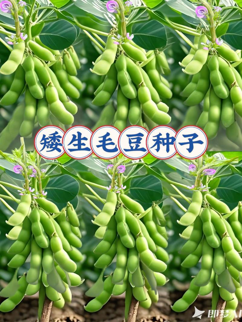 毛豆的养殖方法和注意事项，毛豆种植技术及施肥-第3张图片-优品飞百科