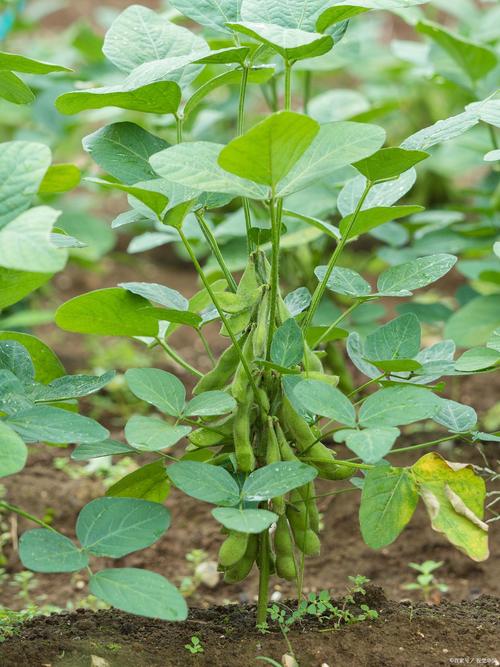 毛豆的养殖方法和注意事项，毛豆种植技术及施肥-第4张图片-优品飞百科