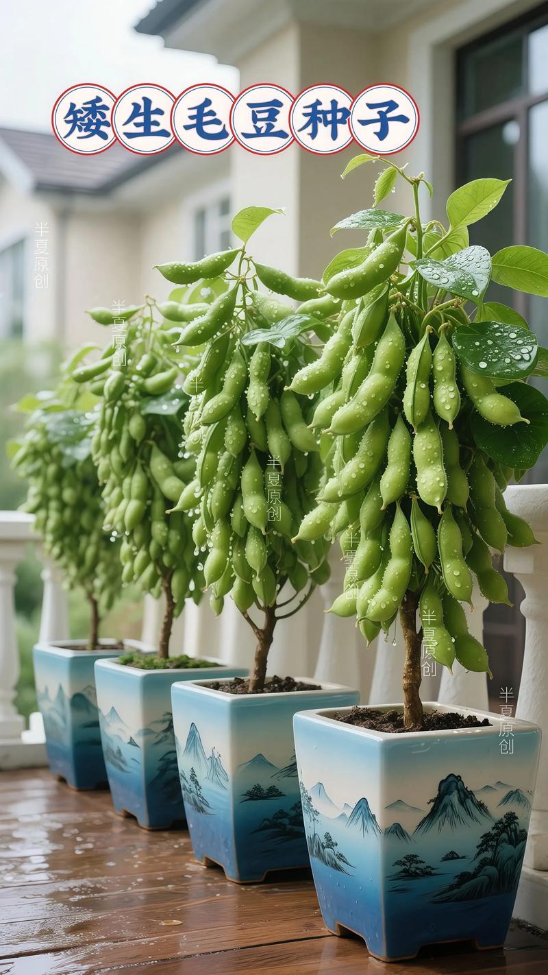 毛豆的养殖方法和注意事项，毛豆种植技术及施肥-第6张图片-优品飞百科