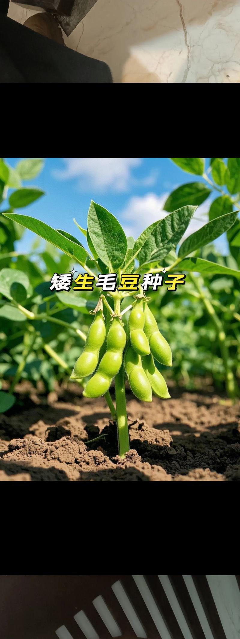 毛豆的养殖方法和注意事项，毛豆种植技术及施肥-第7张图片-优品飞百科