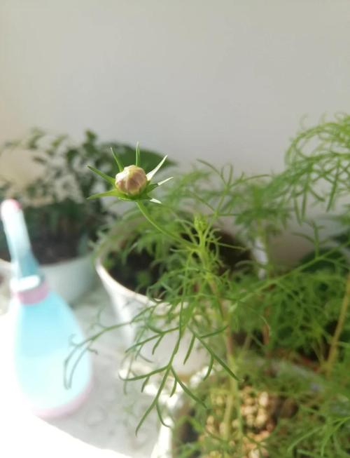 波斯菊怎么养，波斯菊怎么养才能爆盆？