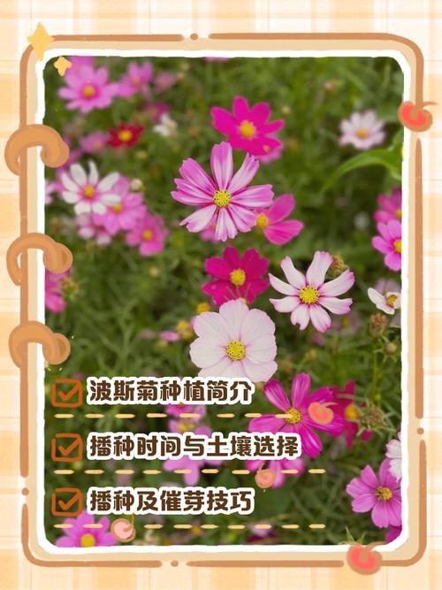 波斯菊怎么养，波斯菊怎么养才能爆盆？-第2张图片-优品飞百科