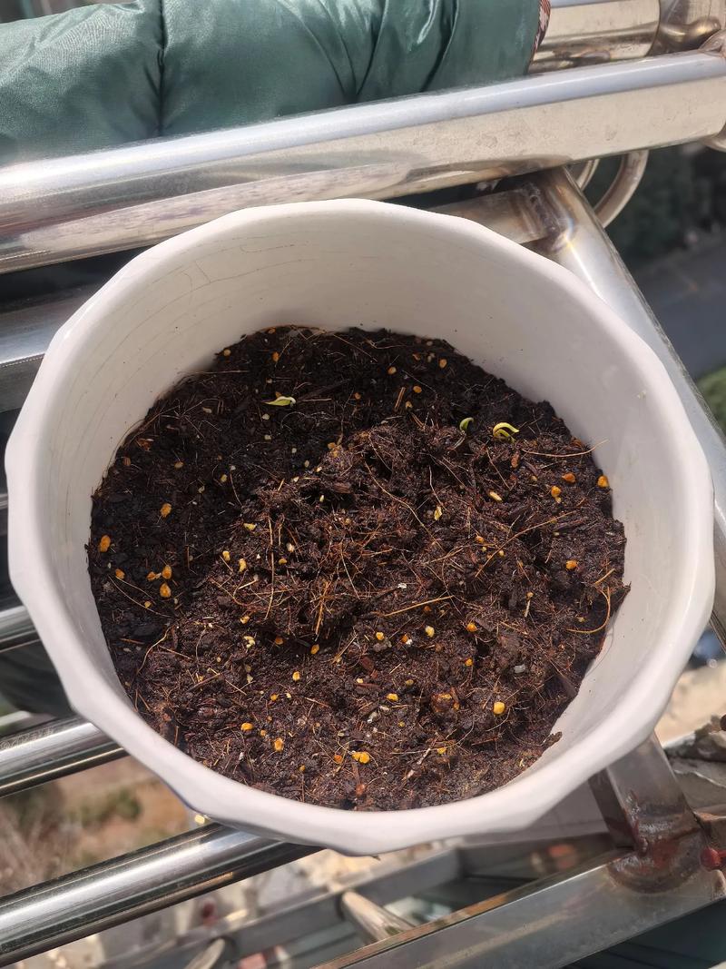 波斯菊怎么养，波斯菊怎么养才能爆盆？-第3张图片-优品飞百科