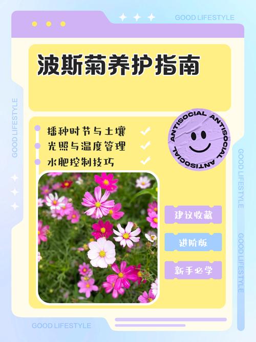 波斯菊怎么养，波斯菊怎么养才能爆盆？-第4张图片-优品飞百科