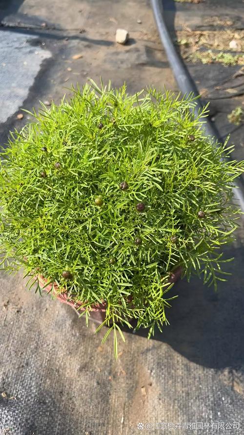 波斯菊怎么养，波斯菊怎么养才能爆盆？-第5张图片-优品飞百科