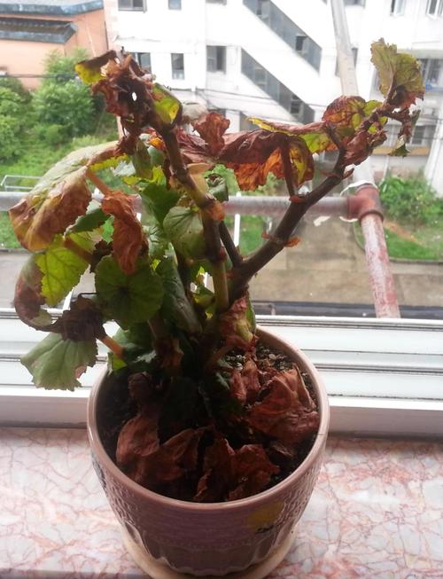 波斯菊怎么养，波斯菊怎么养才能爆盆？-第6张图片-优品飞百科