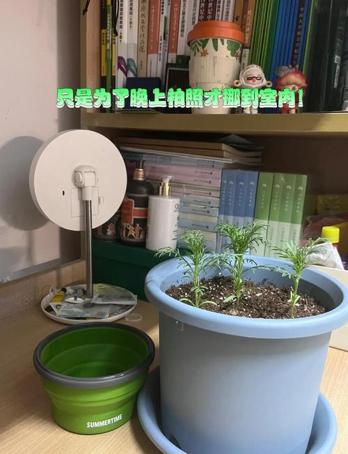 波斯菊怎么养，波斯菊怎么养才能爆盆？-第7张图片-优品飞百科