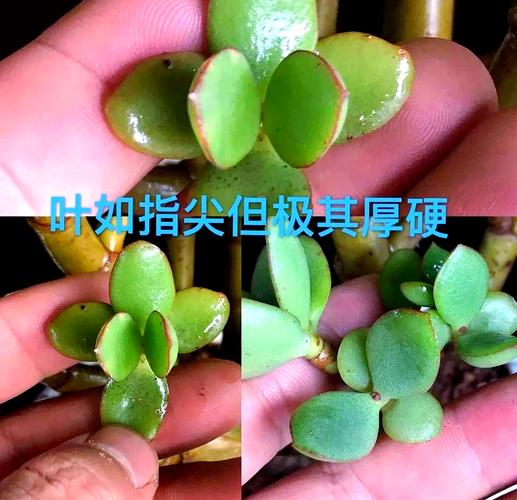 燕子掌有毒吗，燕子掌有毒吗 适合家里养燕子掌怎么修好看？