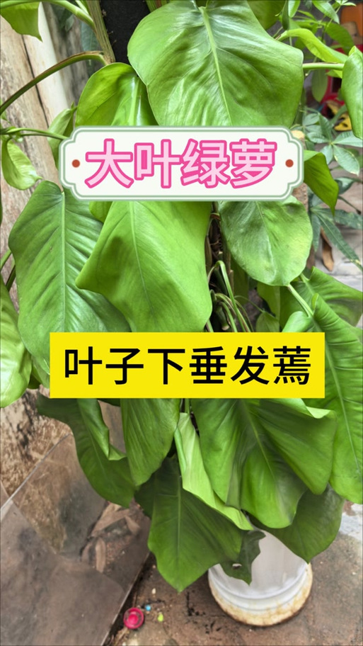 绿萝软趴趴的怎么办，如何挽救，绿萝软了有什么办法让它恢复吗？-第3张图片-优品飞百科