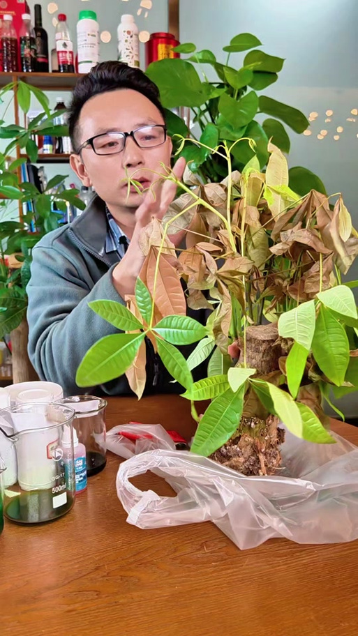 绿萝软趴趴的怎么办，如何挽救，绿萝软了有什么办法让它恢复吗？-第4张图片-优品飞百科