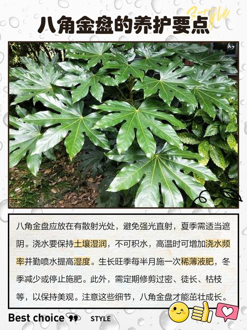 八角金盘常见虫害及其防治，八角金盘长虫了怎么办-第2张图片-优品飞百科