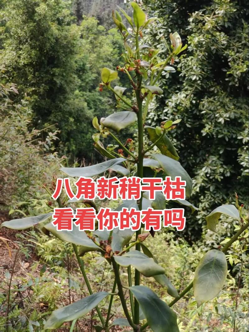 八角金盘常见虫害及其防治，八角金盘长虫了怎么办-第4张图片-优品飞百科