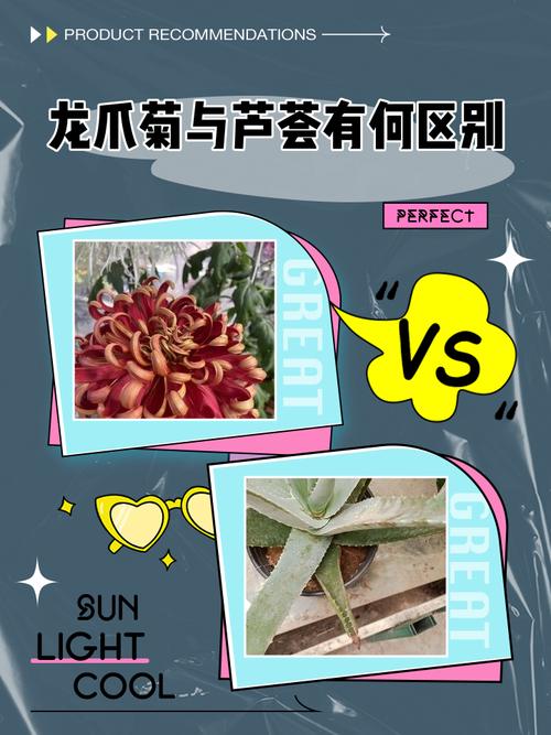 龙爪和芦荟的区别，龙爪和芦荟的区别 如何辨别?