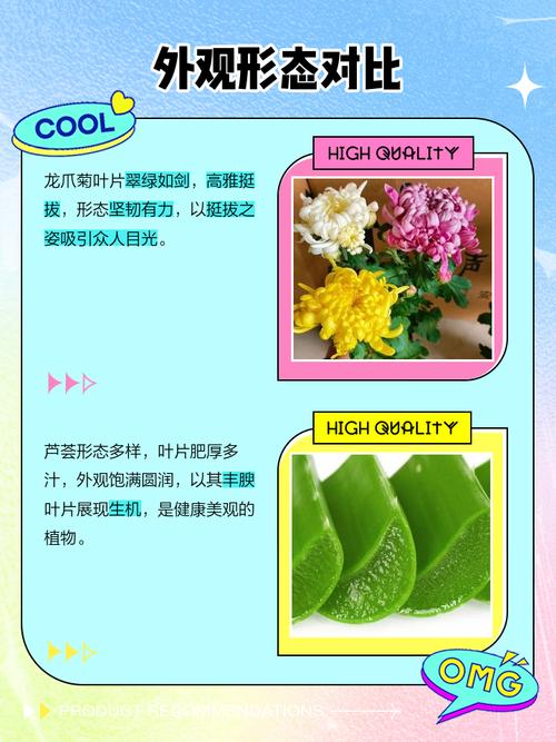 龙爪和芦荟的区别,龙爪和芦荟的区别 如何辨别?-第2张图片-优品飞百科 龙爪和芦荟的区别,龙爪和芦荟的区别 如何辨别?-第2张图片-优品飞百科