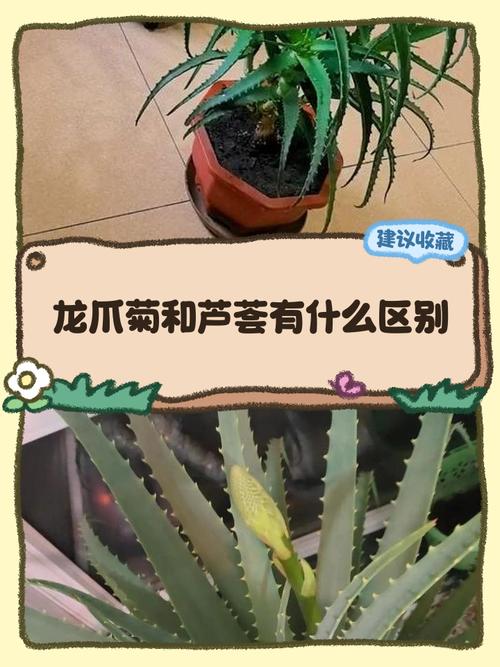 龙爪和芦荟的区别,龙爪和芦荟的区别 如何辨别?-第4张图片-优品飞百科 龙爪和芦荟的区别,龙爪和芦荟的区别 如何辨别?-第4张图片-优品飞百科