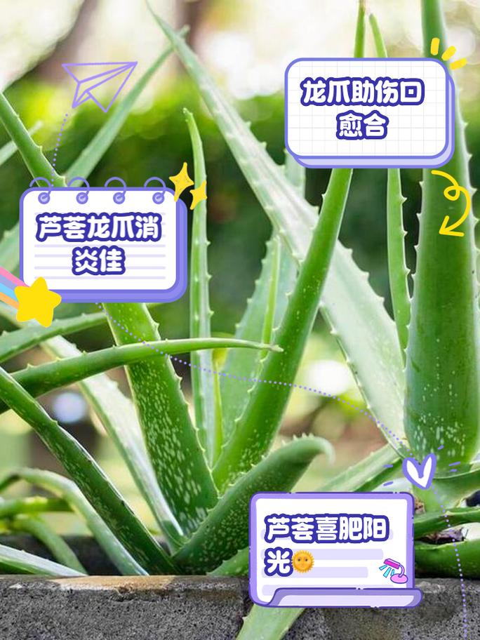 龙爪和芦荟的区别,龙爪和芦荟的区别 如何辨别?-第5张图片-优品飞百科 龙爪和芦荟的区别,龙爪和芦荟的区别 如何辨别?-第5张图片-优品飞百科