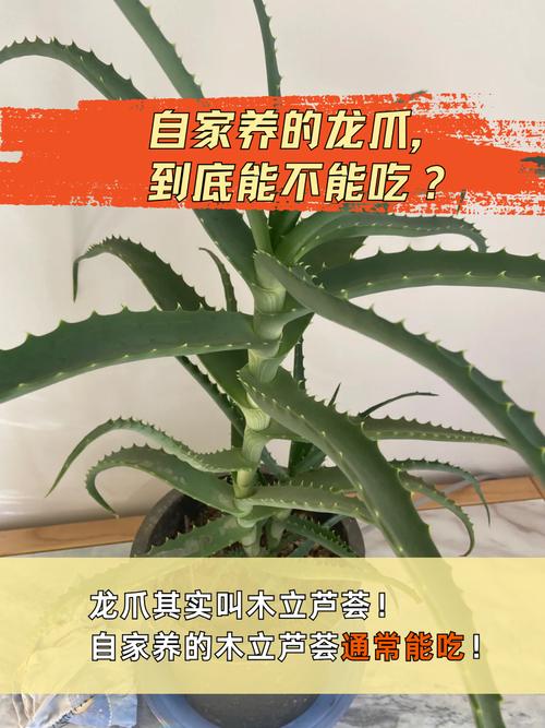 龙爪和芦荟的区别,龙爪和芦荟的区别 如何辨别?-第6张图片-优品飞百科 龙爪和芦荟的区别,龙爪和芦荟的区别 如何辨别?-第6张图片-优品飞百科
