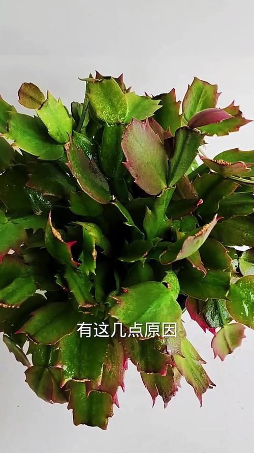 蟹爪兰叶子变薄发红怎么办，蟹爪兰叶子又软又红是什么原因
