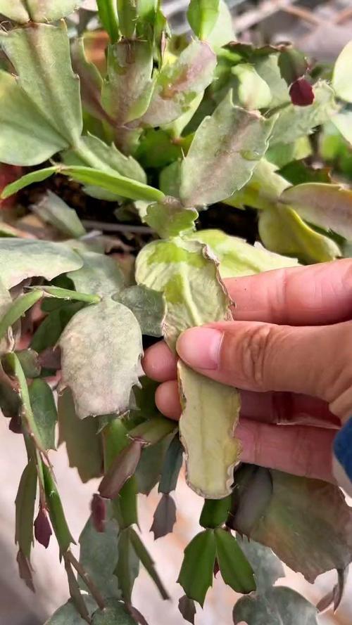 蟹爪兰叶子变薄发红怎么办，蟹爪兰叶子又软又红是什么原因-第2张图片-优品飞百科