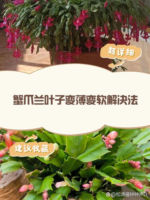 蟹爪兰叶子变薄发红怎么办，蟹爪兰叶子又软又红是什么原因-第3张图片-优品飞百科