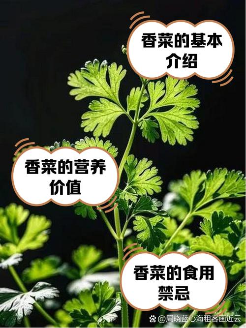 吃香菜有什么好处，香菜的做法，吃香菜的用处？