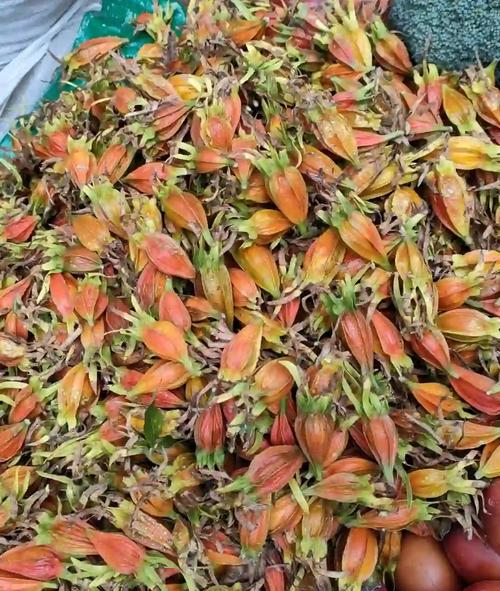 栀子花的功效与作用，栀子花适合养在室内吗