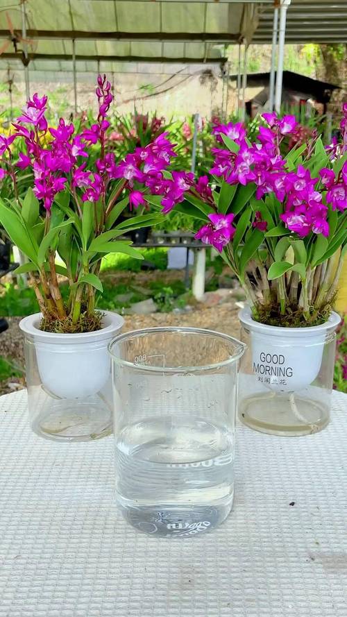 石斛兰适合在室内种植吗？石斛兰放室外还是室内？